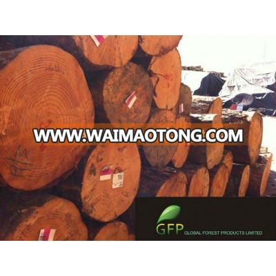 NZ Radiata Pine logs - Container delivery